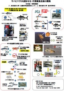 サバにマグロを産ませる：代理親魚技術の開発 